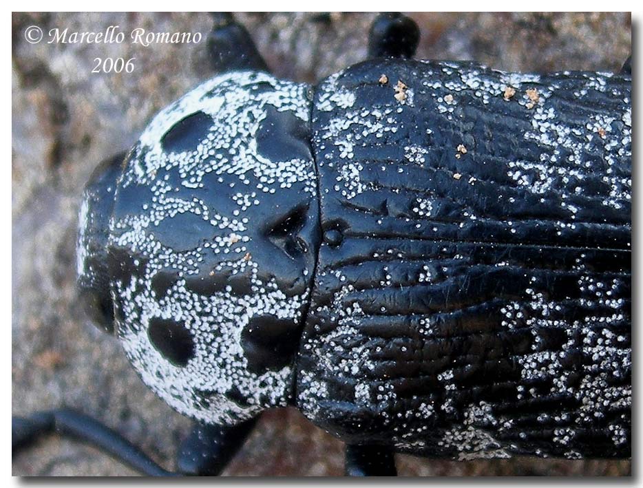 Confronti: Capnodis cariosa e C. tenebrionis (Buprestidae)